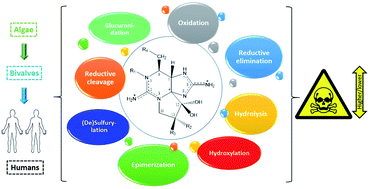 Marine paralytic shellfish toxins: chemical properties, mode of action