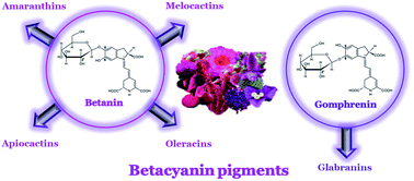 Multi-colored shades of betalains: recent advances in betacyanin ...