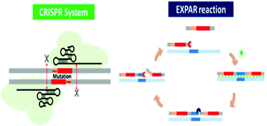 A Novel Method To Detect Mutation In Dna By Utilizing Exponential Amplification Reaction Triggered By The Crispr Cas9 System Nanoscale Rsc Publishing