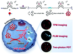 glycolic acid vs glutathione Hydrogen Sulfide Protects Erectile Function Through Stimulation of  Antioxidant Defense in the Corpus Cavernosum: Insights From SG1002  Administration and Cystathionine γ‐Lyase Knockout - Azeez - 2025 - The  FASEB Journal