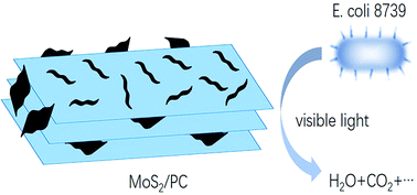 Symbiotic Composite Composed Of Mos2 And Pelagic Clay With Enhanced Disinfection Efficiency Rsc Advances Rsc Publishing