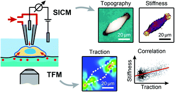 Effect Of Neighboring Cells On Cell Stiffness Measured By Optical