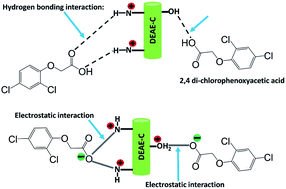 Prospective application of diethylaminoethyl cellulose (DEAE-cellulose)  with a high adsorption capacity toward the detoxification of  2,4-dichlorophenoxyacetic acid (2,4-D) from water - RSC Advances (RSC  Publishing)