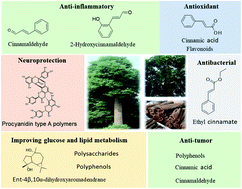 A review: the botany, ethnopharmacology, phytochemistry, pharmacology