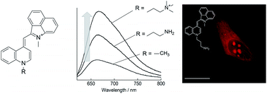 Deep-red fluorogenic cyanine dyes carrying an amino group