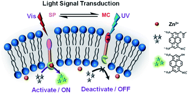 A system for artificial light signal transduction via molecular  translocation in a lipid membrane - Chemical Science (RSC Publishing)