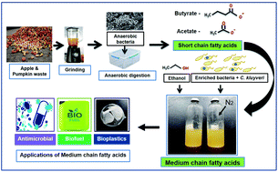 Production Of Biofuel Precursor Molecules Monocarboxylic Acids Biohydrogen From Apple And Pumpkin Waste Through An Anaerobic Fermentation Process Sustainable Energy Fuels Rsc Publishing