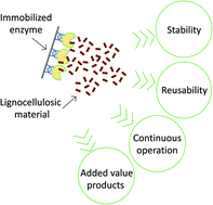 Enzyme Immobilization As A Strategy Towards Efficient And Sustainable Lignocellulosic Biomass Conversion Into Chemicals And Biofuels Current Status And Perspectives Sustainable Energy Fuels Rsc Publishing