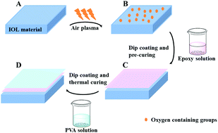 A Transparent Hydrophilic Anti Biofouling Coating For Intraocular Lens Materials Prepared By Bridging Of The Intermediate Adhesive Layer Journal Of Materials Chemistry B Rsc Publishing