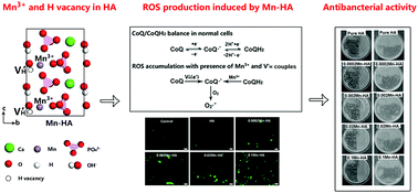 Efficient Antibacterial Activity Of Hydroxyapatite Through Ros Generation Motivated By Trace Mn Iii Coupled H Vacancies Journal Of Materials Chemistry B Rsc Publishing