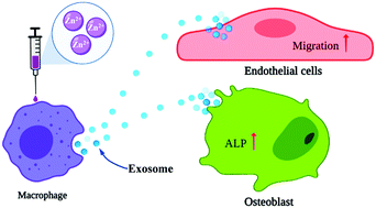 Exosomes Derived From Macrophages Upon Zn Ion Stimulation Promote Osteoblast And Endothelial Cell Functions Journal Of Materials Chemistry B Rsc Publishing
