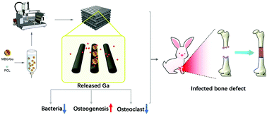 A 3d Printed Ga Containing Scaffold With Both Anti Infection And Bone Homeostasis Regulating Properties For The Treatment Of Infected Bone Defects Journal Of Materials Chemistry B Rsc Publishing