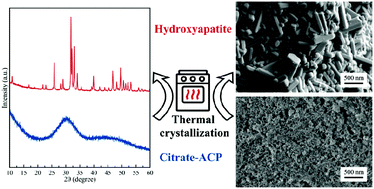 Thermal Crystallization Of Amorphous Calcium Phosphate Combined With Citrate And Fluoride Doping A Novel Route To Produce Hydroxyapatite Bioceramics Journal Of Materials Chemistry B Rsc Publishing