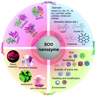 superoxide dismutase