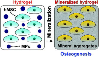 Nanoscale mineralization of cell-laden methacrylated gelatin hydrogels ...