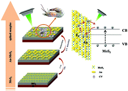 Controllable preparation of the Au–MoS2 nano-array composite: optical ...