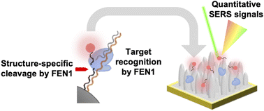 Sistem penginderaan asam nukleat virus universal berbantuan endonuklease 1 flap menggunakan hamburan Raman yang ditingkatkan permukaan