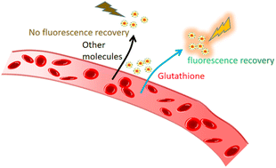 Fluorescent probes based on the coreshell structure of molecular imprinted  materials and gold nanoparticles for highly selective glutathione detection  - Analytical Methods (RSC Publishing)