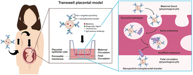 The maternal-fetal transfer of passive immunity as a mechanism of