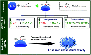 Highly antimicrobial activity of cerium oxide nanoparticles