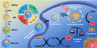Dual-responsive and NIR-driven free radical nanoamplifier with glutathione  depletion for enhanced tumor-specific  photothermal/thermodynamic/chemodynamic synergistic Therapy - Biomaterials  Science (RSC Publishing)