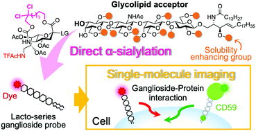 Development of lacto-series ganglioside fluorescent probe