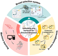 A primer to directed evolution: current methodologies and future directions - RSC Chemical ...