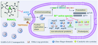 Metal-based strategies for the fight against COVID-19 - Chemical