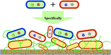 Programmable biofilm-cellulose hybrid platform for specific clustering ...