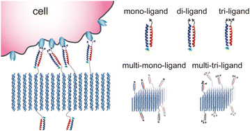 Design of high-avidity multivalent ligand structures that target cells ...
