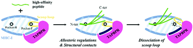 Dynamic interactome of the MHC I peptide loading complex in human