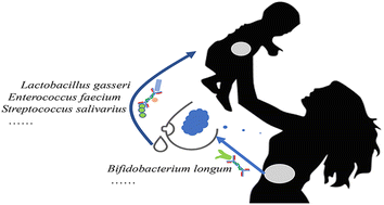 Widespread vertical transmission of secretory immunoglobulin A