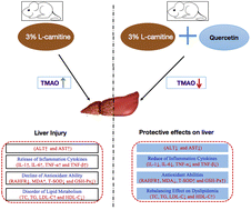 Quercetin inhibits hepatotoxic effects by reducing trimethylamine-N-oxide  formation in C57BL/6J mice fed with a high l-carnitine diet