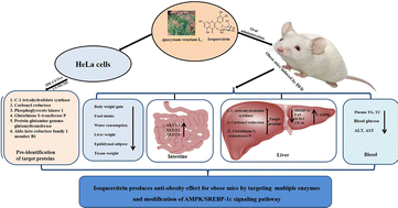 does glutathione damage kidney Full article: Reduced glutathione ameliorates sepsis-induced acute kidney  injury in mouse model: involvement of cuproptosis