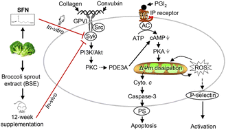 Sulforaphane attenuates glycoprotein VI-mediated platelet mitochondrial ...
