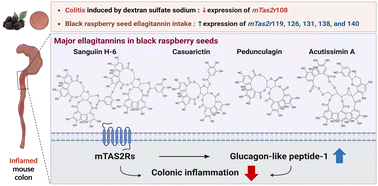 Anti-inflammatory activities of black raspberry seed ellagitannins and ... - Anti-Inflammatory-Effects-Glucagon-Like-Peptide-1