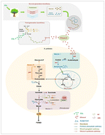 Carbon-economic biosynthesis of poly-2-hydrobutanedioic acid driven by ...