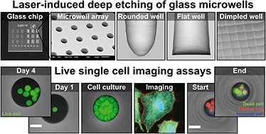 Live single cell imaging assays in glass microwells produced by laser ...