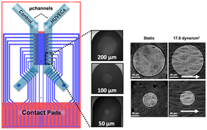 A microfluidic impedance platform for real-time, in vitro characterization  of endothelial cells undergoing fluid shear stress - Lab on a Chip (RSC  Publishing)