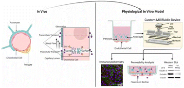 Developing a transwell millifluidic device for studying blood–brain barrier  endothelium - Lab on a Chip (RSC Publishing)
