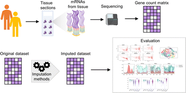 A comparative performance evaluation of imputation methods in spatially  resolved transcriptomics data - Molecular Omics (RSC Publishing)