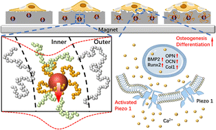 Magnetic nanocomposites for magneto-promoted osteogenesis: from ...