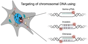Serine-γPNA, Invader probes, and chimeras thereof: three probe chemistries  that enable sequence-unrestricted recognition of double-stranded DNA -  Organic & Biomolecular Chemistry (RSC Publishing)