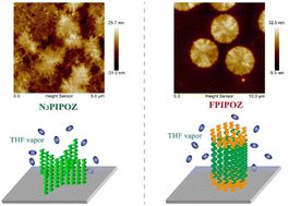 Synthesis and solution properties of telechelic poly(2-isopropyl-2 ...