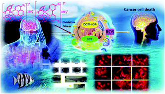 Ru(ii)arene(N^N bpy/phen)-based RAPTA complexes for in vitro anti