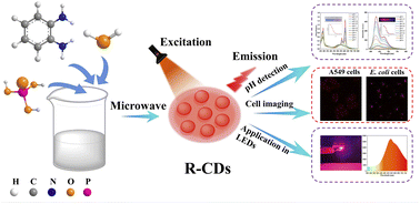 One-step microwave synthesis of red-emissive carbon dots for cell ...