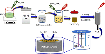 A highly efficient electrochemical sensor containing polyaniline/cerium ...
