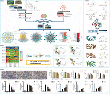Integrating network pharmacology and an experimental validation