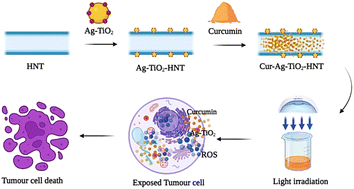 Curcumin loaded Ag–TiO2-halloysite nanotubes platform for combined ...