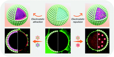 Non-covalent reconfigurable microgel colloidosomes with a well-defined ...